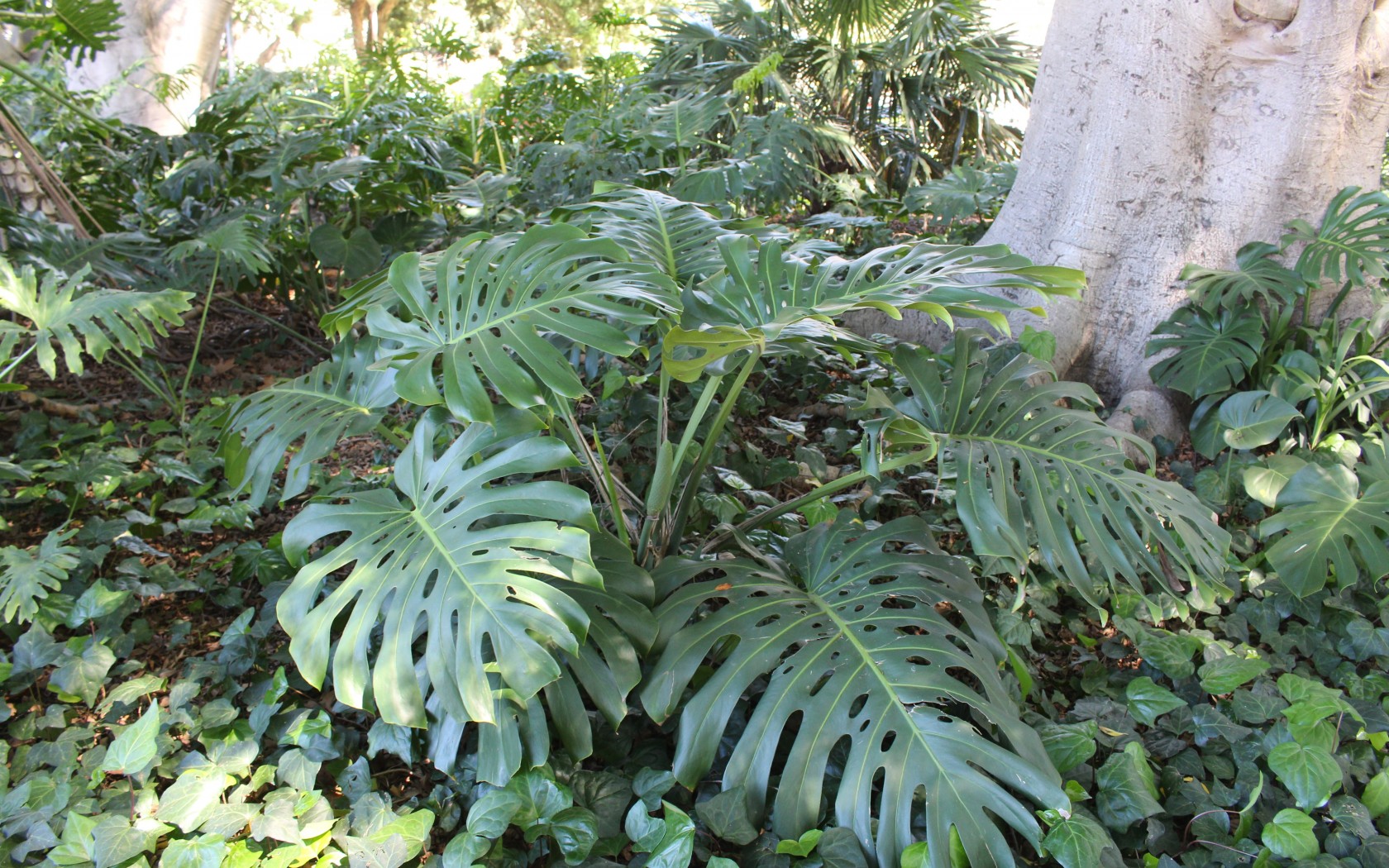 Plant